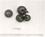 Click for 1 image(s) for this accession. FRUIT